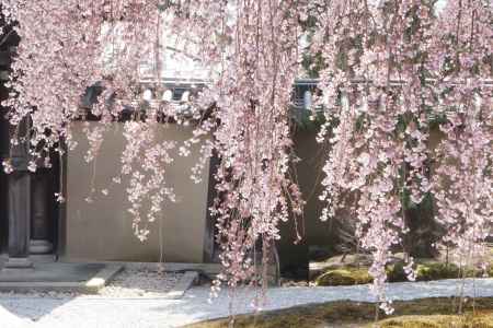 高台寺　方丈前庭のしだれ桜2
