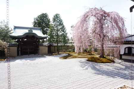 高台寺　方丈前庭のしだれ桜3
