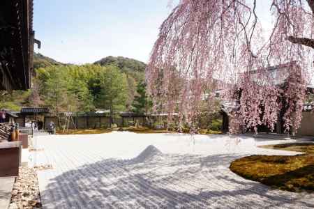 高台寺　方丈前庭のしだれ桜4