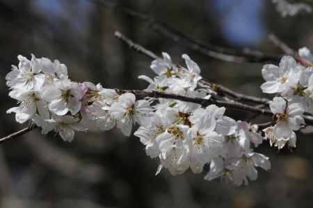 京都府立植物園　桜1