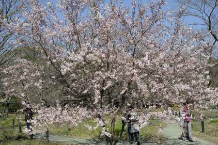 京都府立植物園　桜6