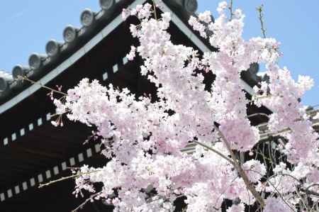 佛光寺　屋根と桜1