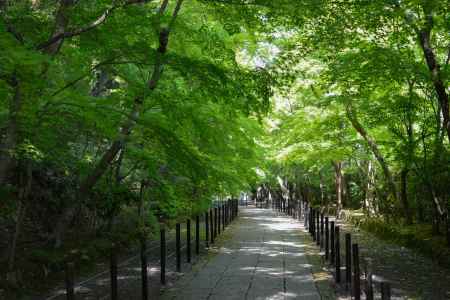 光明寺緑の参道