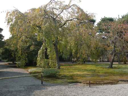 京都御所の庭