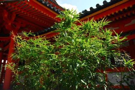 平安神宮神苑の一角にある笹