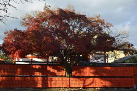 車折神社の紅葉１