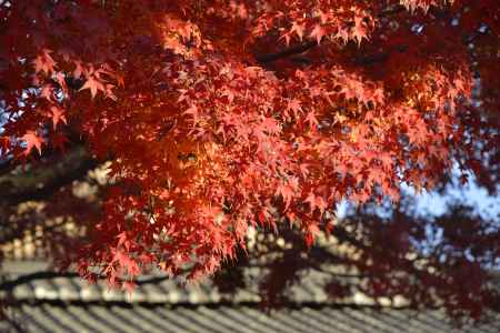 車折神社の紅葉2