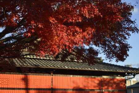 車折神社の紅葉3