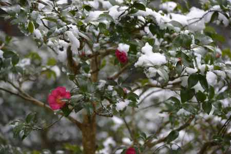 雪の寒椿