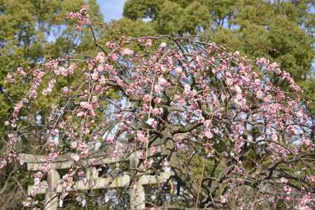 梅香ただよう長岡天満宮