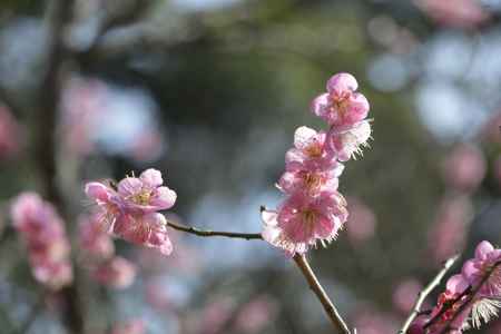 長岡に春香匂う