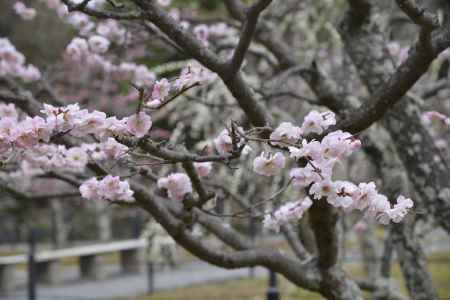 サクラバイ桜？梅？