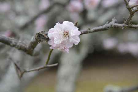 桜一輪