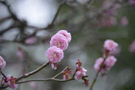 愛らしく花びらが重なります