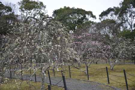 長岡天満宮梅林