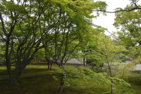 緑あふれる苔の庭