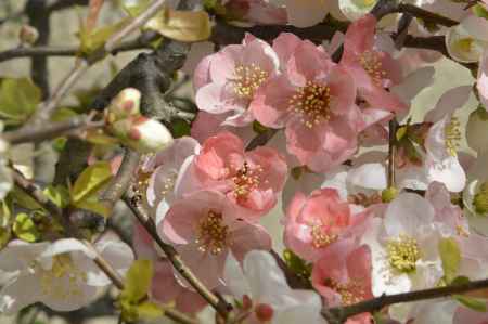 花を愛でる