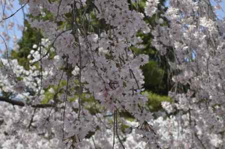 桜香あふれる