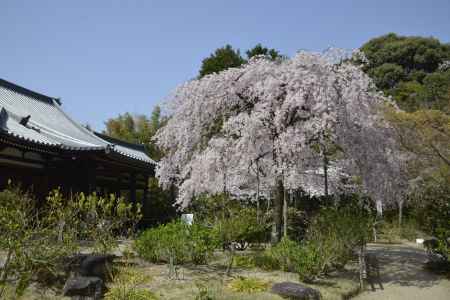 満開の待賢門院桜