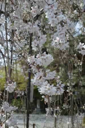 見頃の阿亀桜