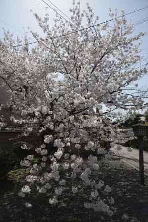満開の千本釈迦堂桜