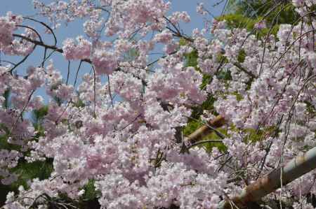 桜苑のピンクがあふれています