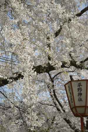 春を彩る華やかなサクラ