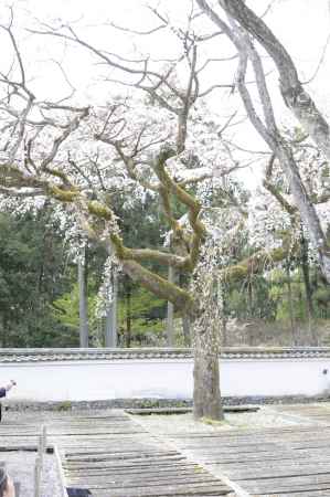 醍醐寺　サクラ空