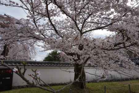 醍醐寺　圧巻　サクラ