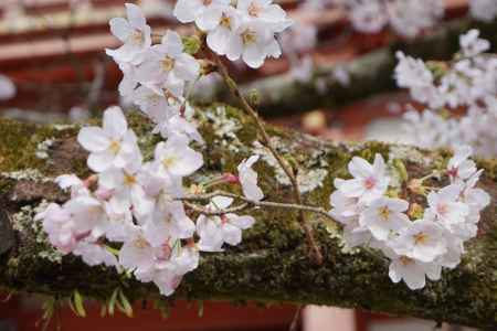 醍醐寺　桜の名所