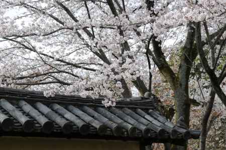 醍醐寺　満開です