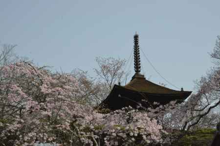 善峯寺　桜越しの多宝塔