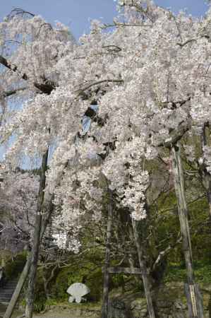 善峯寺　あふれる優雅さ