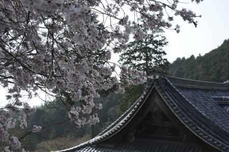 善峯寺　山寺のサクラ