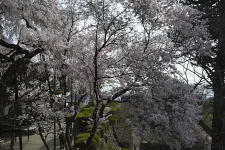 善峯寺　華麗な桜に包まれる山寺
