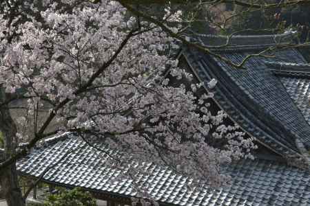 善峯寺　春さかり