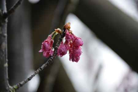 長岡　雨の寒緋桜