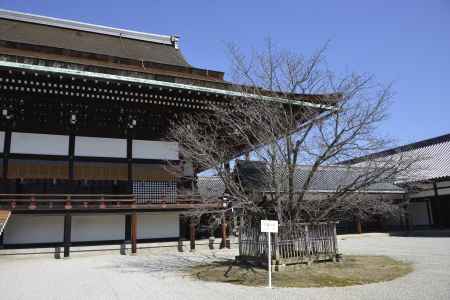 左近の桜はまだ早い