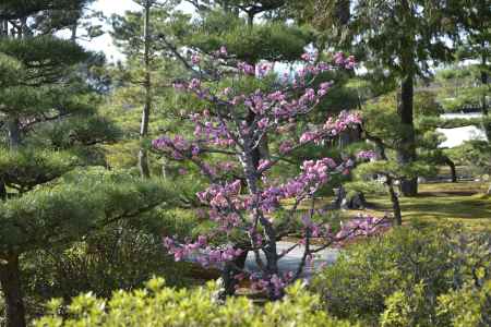 智積院　梅と庭園