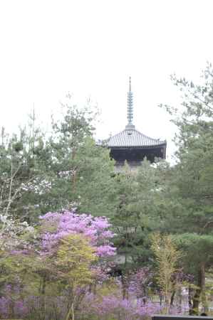 仁和寺　自然に囲まれた五重塔