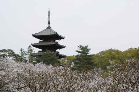 桜に包まれる五重塔
