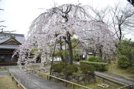 枝振り豊かな枝垂れ桜