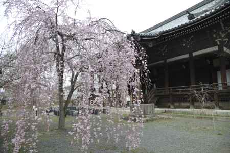 立本寺　しだれサクラ