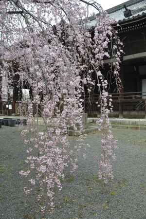 立本寺　地面まで垂れ下がる