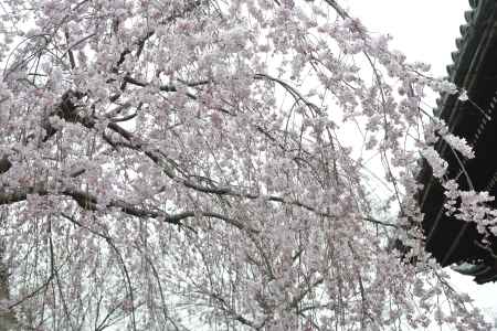 立本寺　桜のシャワー