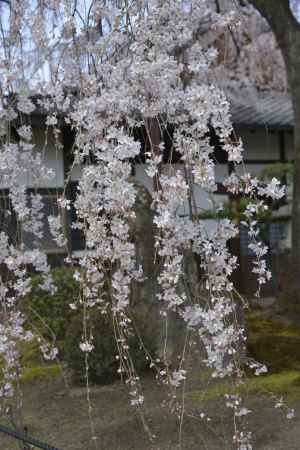 本満寺　可憐に枝垂れる