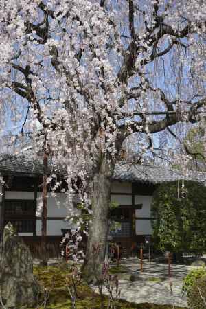 本満寺　しだれサクラ