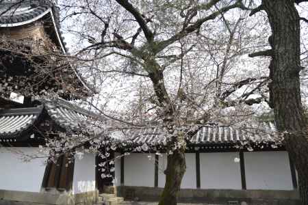 佛光寺　咲き始めました