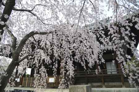 立本寺　枝垂れ越しの本堂