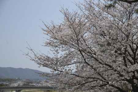 鴨川沿いの桜